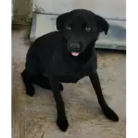 Foto dell\'animale Comune di Corigliano-Rossano - 380260042588822