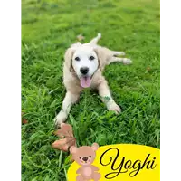 Foto dell\'animale Comune di Corigliano-Rossano - 380260044706217