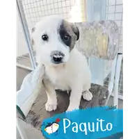 Foto dell\'animale Comune di Corigliano-Rossano - 380260044719855