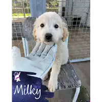 Foto dell\'animale Comune di Corigliano-Rossano - 380260044719686