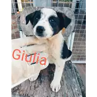 Foto dell\'animale Comune di Corigliano-Rossano - 380260044719389