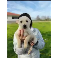 Foto dell\'animale Comune di Corigliano-Rossano - 380260044719749
