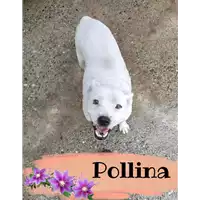 Foto dell\'animale Comune di Corigliano-Rossano - 380260044265490