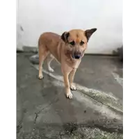 Foto dell\'animale Comune di Corigliano-Rossano - 380260044676558