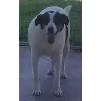 Foto dell\'animale Comune di Corigliano-Rossano - 380260042596049
