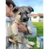 Foto dell\'animale Comune di Corigliano-Rossano - 380260044719880
