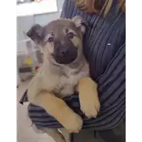 Foto dell\'animale Comune di Corigliano-Rossano - 380260044717089