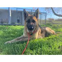 Foto dell\'animale Comune di Corigliano-Rossano - 380260044677526