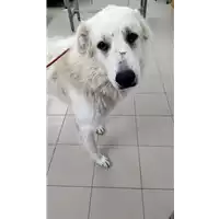 Foto dell\'animale Comune di Corigliano-Rossano - 380260044720069