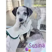 Foto dell\'animale Comune di Corigliano-Rossano - 380260044719859