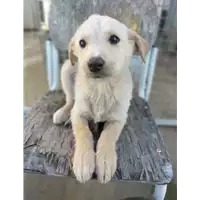 Foto dell\'animale Comune di Corigliano-Rossano - 380260044719207