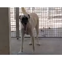 Foto dell\'animale Comune di Corigliano-Rossano - 380260042596334