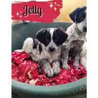 Foto dell\'animale Comune di Corigliano-Rossano - 380260044719368