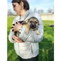 Foto dell\'animale Comune di Corigliano-Rossano - 380260044719372