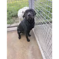 Foto dell\'animale Comune di Corigliano-Rossano - 380260044719480