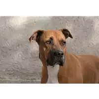 Foto dell\'animale Comune di Corigliano-Rossano - 380260044832675