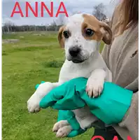 Foto dell\'animale Comune di Corigliano-Rossano - 380260044266138
