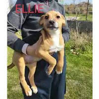 Foto dell\'animale Comune di Corigliano-Rossano - 380260044720111