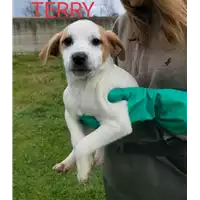 Foto dell\'animale Comune di Corigliano-Rossano - 380260044720074
