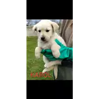 Foto dell\'animale Comune di Corigliano-Rossano - 380260044832535