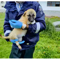 Foto dell\'animale Comune di Corigliano-Rossano - 380260044720028