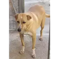 Foto dell\'animale Comune di Corigliano-Rossano - 380260042593404
