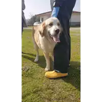 Foto dell\'animale Comune di Corigliano-Rossano - 380260044720008