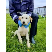 Foto dell\'animale Comune di Corigliano-Rossano - 380260044719794