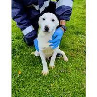 Foto dell\'animale Comune di Corigliano-Rossano - 380260044716675