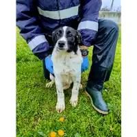 Foto dell\'animale Comune di Corigliano-Rossano - 380260044719884