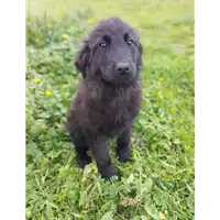 Foto dell\'animale Comune di Corigliano-Rossano - 380260044832442