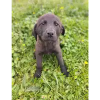 Foto dell\'animale Comune di Corigliano-Rossano - 380260044832449