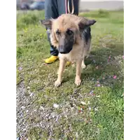 Foto dell\'animale Comune di Corigliano-Rossano - 380260044833170