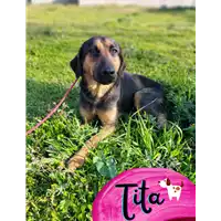 Foto dell\'animale Comune di Corigliano-Rossano - 380260044833182