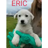 Foto dell\'animale Comune di Corigliano-Rossano - 380260044832673