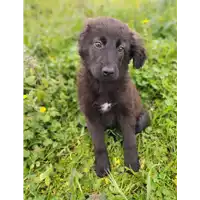 Foto dell\'animale Comune di Corigliano-Rossano - 380260044832896