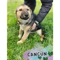 Foto dell\'animale Comune di Corigliano-Rossano - 380260044719233