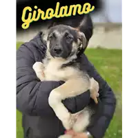 Foto dell\'animale Comune di Corigliano-Rossano - 380260044720043