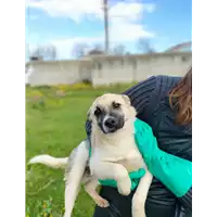 Foto dell\'animale Comune di Corigliano-Rossano - 380260044719242