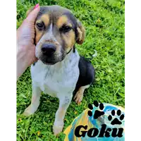Foto dell\'animale Comune di Corigliano-Rossano - 380260044719204