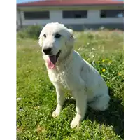 Foto dell\'animale Comune di Corigliano-Rossano - 380260044719774
