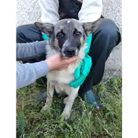 Foto dell\'animale Comune di Corigliano-Rossano - 380260044719188