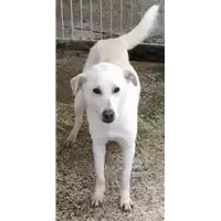 Foto dell\'animale Comune di Corigliano-Rossano - 380260043138814