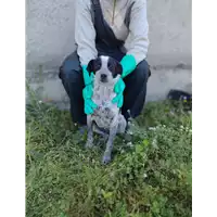 Foto dell\'animale Comune di Corigliano-Rossano - 380260044719742