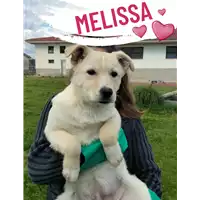 Foto dell\'animale Comune di Corigliano-Rossano - 380260044716948