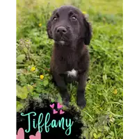 Foto dell\'animale Comune di Corigliano-Rossano - 380260044833059