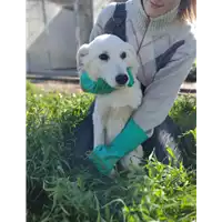 Foto dell\'animale Comune di Corigliano-Rossano - 380260044716603