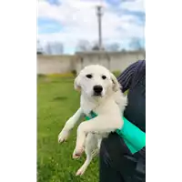Foto dell\'animale Comune di Corigliano-Rossano - 380260044719872