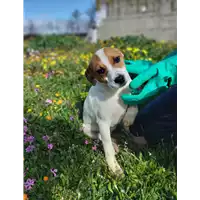 Foto dell\'animale Comune di Corigliano-Rossano - 380260044719275