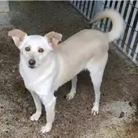 Foto dell\'animale Comune di Corigliano-Rossano - 380260043142808